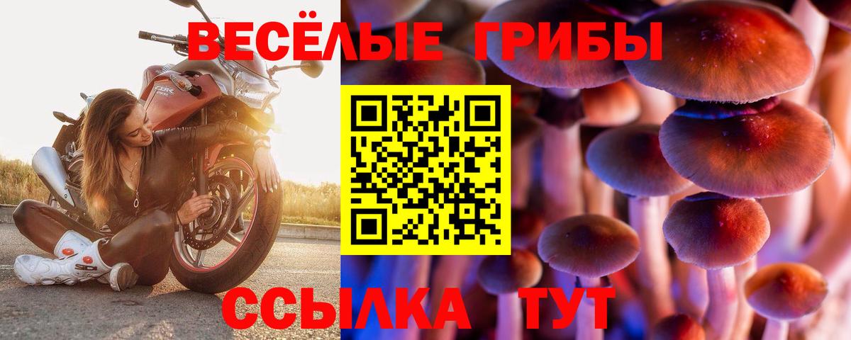 Клинцы  Псилоцибиновые грибы Cubensis  Вход с VPN 